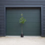 6 - 8 cm stamomtrek - 250 tot 300 centimeter totaalhoogte